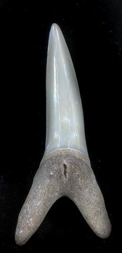 Large Sand Shark (Striatolamia) Tooth - Kazakhstan #34568